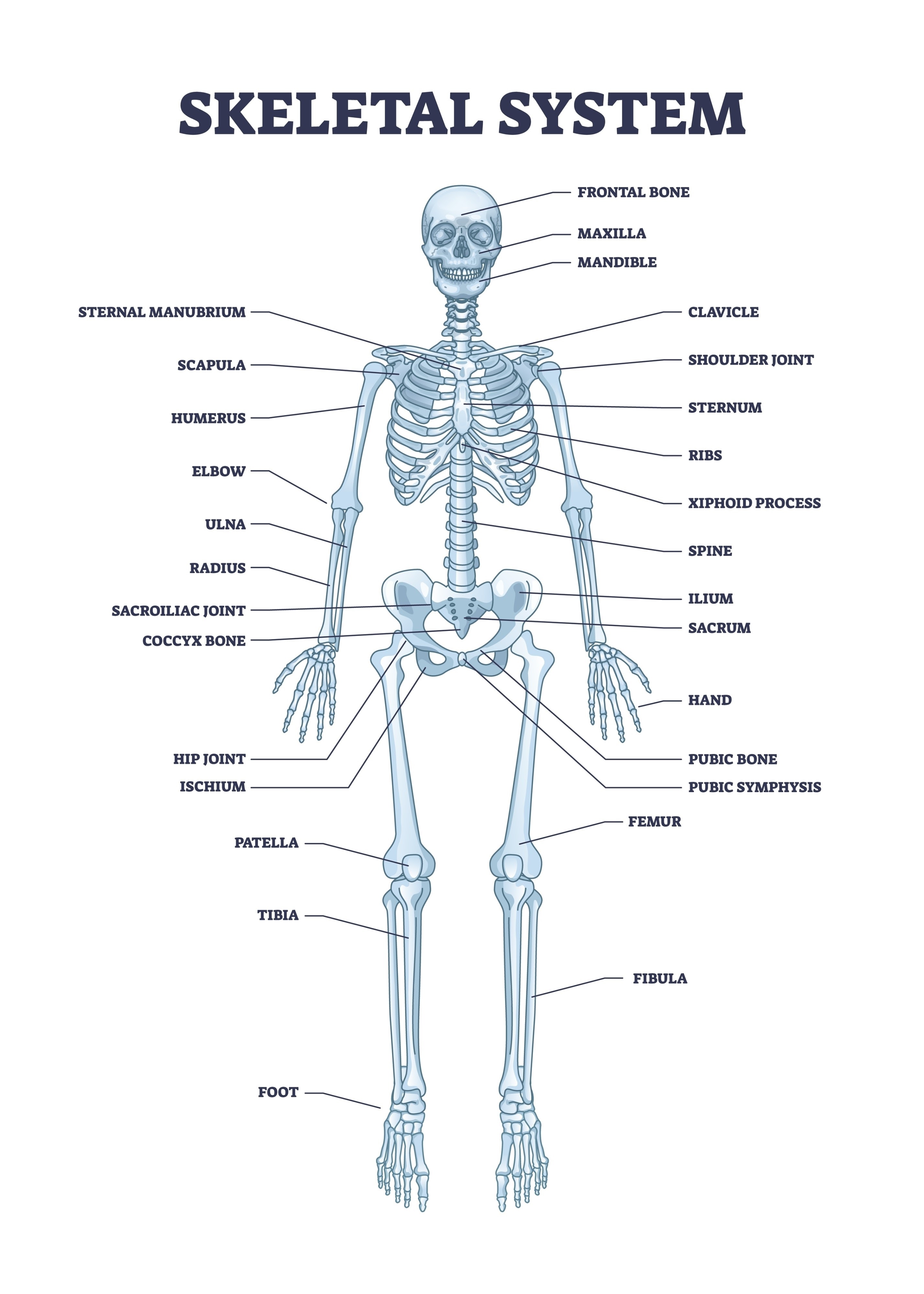 Human skeletal system diagram